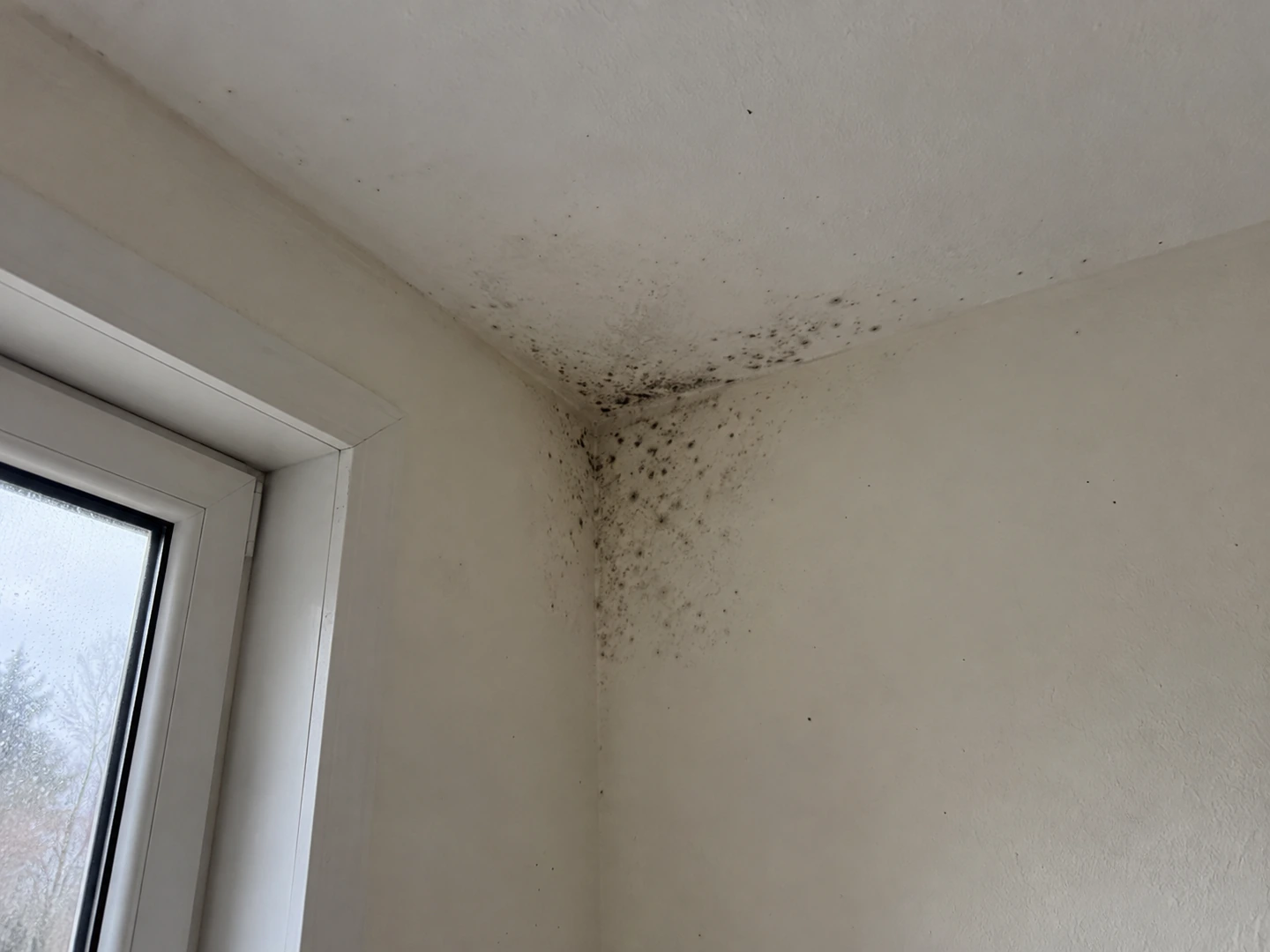 Petites taches sombres concentrées dans un angle haut, à proximité d’une fenêtre.