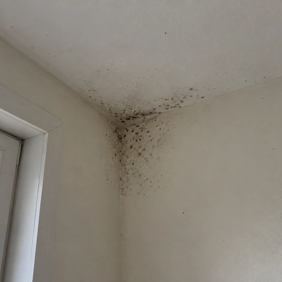 Petites taches sombres concentrées dans un angle haut, à proximité d’une fenêtre.