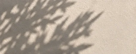 Ombre d'olivier projetée sur un mur mat couleur sable